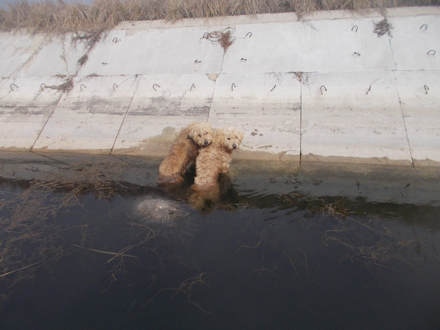 A sintér mentette ki a kutyákat a csatornából - drámai fotó