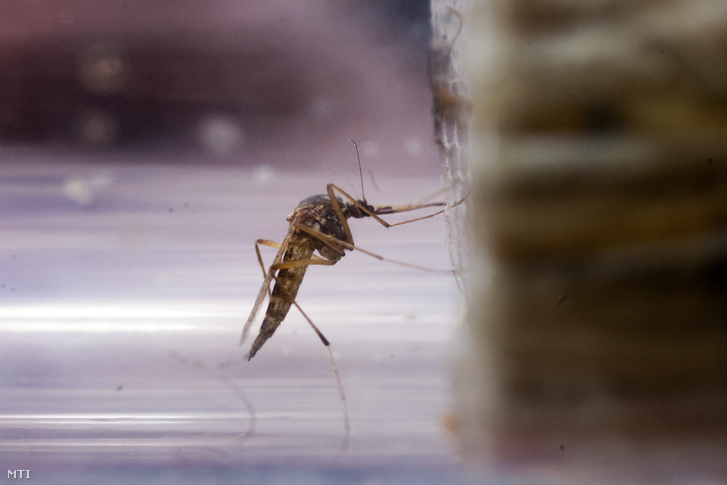 Veszélyes új szúnyogok árasztják el Magyarországot