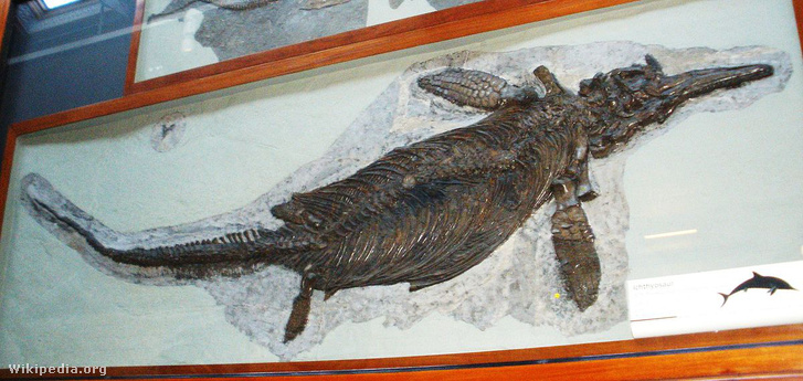 Az eddigi legnagyobb tengeri sárkány maradványait fedezték fel
