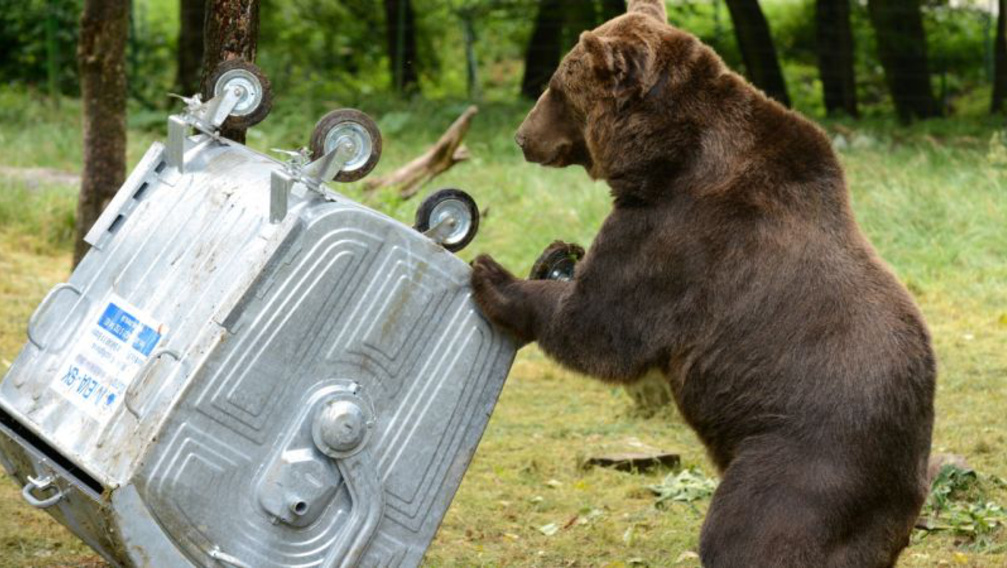 Veszélyt jelentenek a medvék a Magas-Tátrában