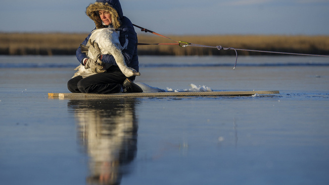 Önfeláldozó önkéntes mentette a jégbe fagyott hattyút - fotók