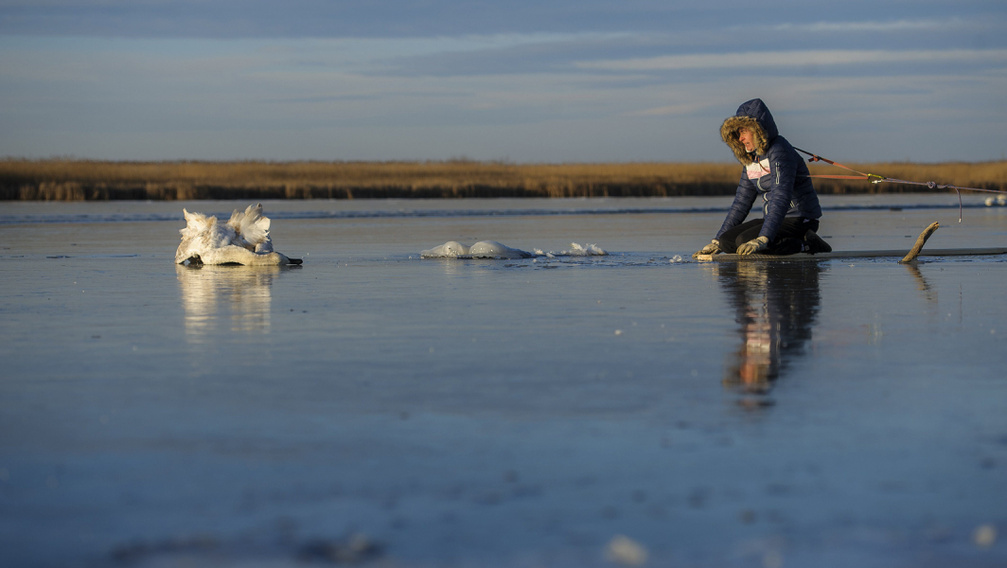 Válságos állapotban a jégbe fagyott hattyú