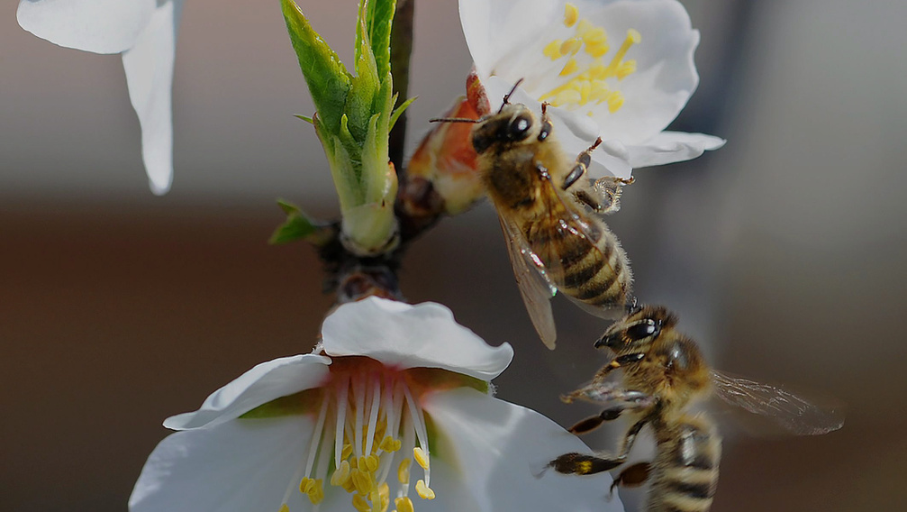 Így védenék a méheket