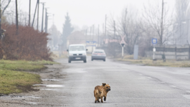 Ezen a 17 településen már sarcolják a kutyatartókat