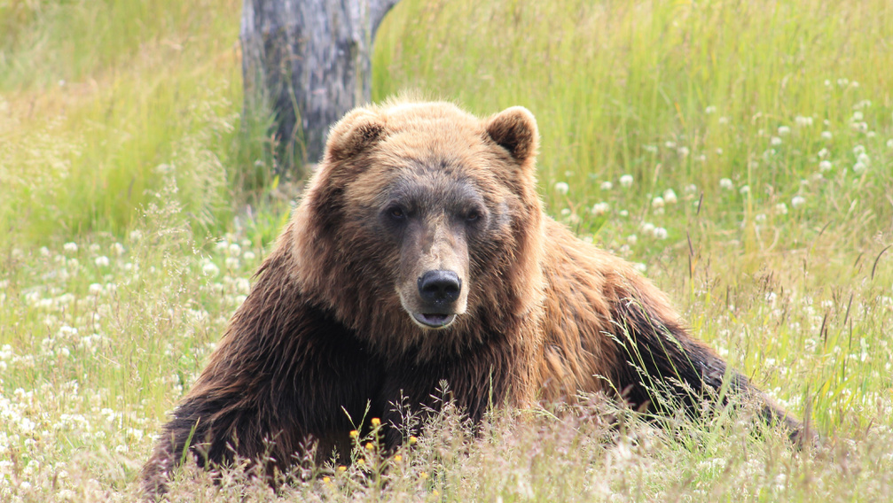 Egyre többször támadnak emberre a medvék Székelyföldön