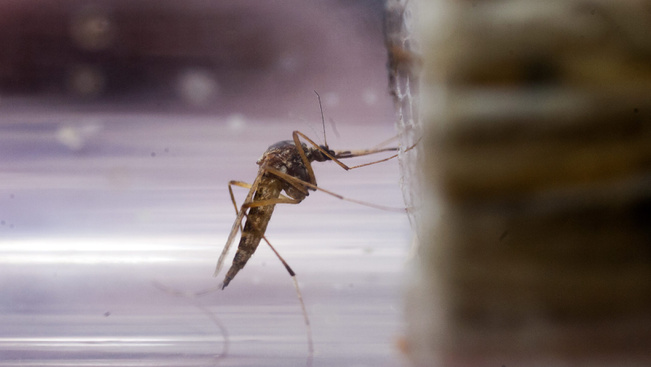 Veszélyes szúnyogok terjednek el Olaszországban