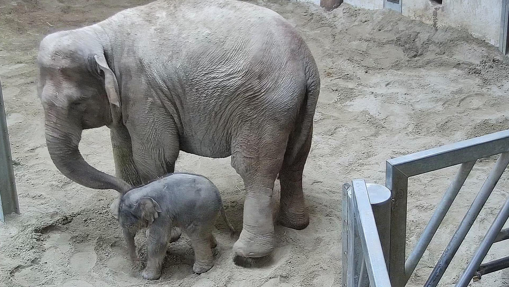Kiderült, mikortól látható az újszülött kiselefánt a budapesti állatkertben