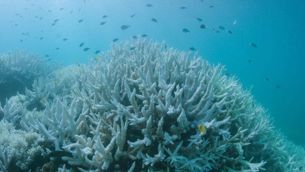 Gyorssegély az ausztrál Nagy-korallzátonynak