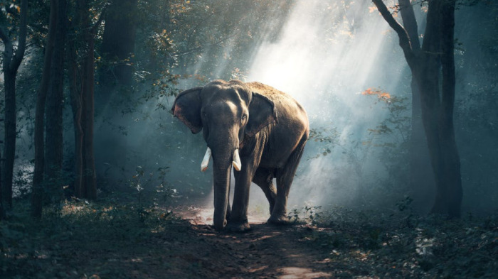 Elpusztult a világhíressé vált szenvedő elefánt