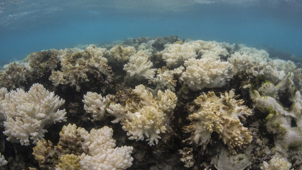 Lizard Island, 2016. június 8.Az XL Catlin Seaview Survey elnevezésű, ausztrál tudományos expedíció által 2016. június 8-án közradott, május 15-én készült felvétel az ausztrál Nagy-korallzátony leginkább kifehéredett szakaszáról a Queensland szövetségi állambeli Cairnstól 250 kilométerre északra lévő Lizard-szigeten. A világ legnagyobb koralltelepének 22 százaléka pusztult el a területen megfigyelt eddigi legsúlyosabb korallfehéredésben, amely a tengervíz felmelegedésének következménye. A jelenség hátterében a klímaváltozás és a Csendes-óceán trópusi felszíni vizeinek felmelegedését okozó El Nino légköri jelenség áll. (MTI/EPA)