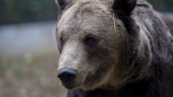 Medve támadt turistákra Besztercebánya közelében
