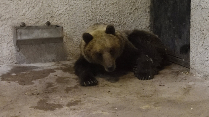 Újra szabadlábon a magyar medve - itt az utolsó fotó
