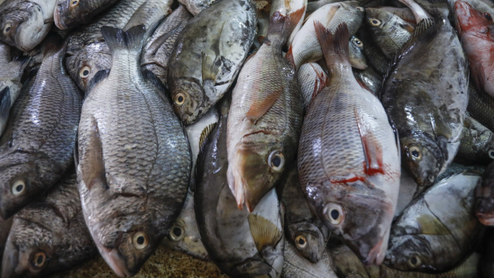 Felismerhetetlen árak jönnek, de legalább lesz hal