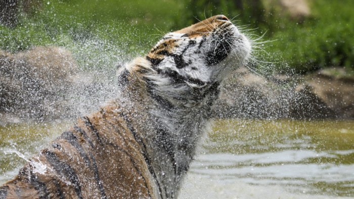 Elpusztult egy szibériai tigris az altatás közben