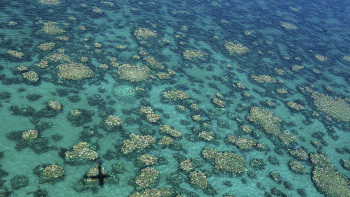 Újabb aggasztó hírek a Nagy-korallzátonyról