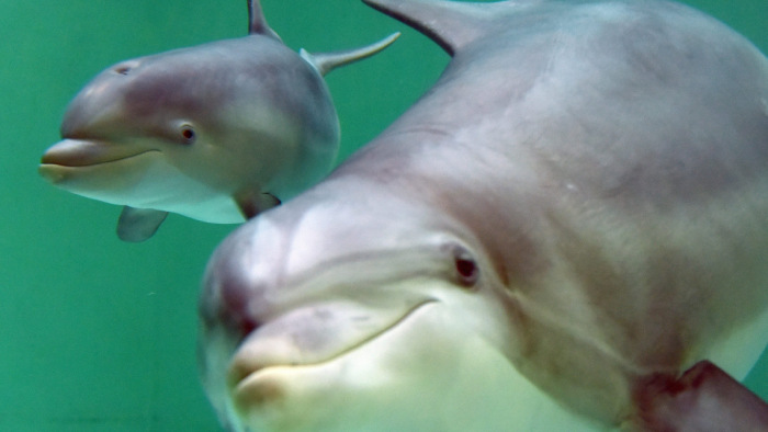 Rejtélyes vírus tizedeli a delfineket