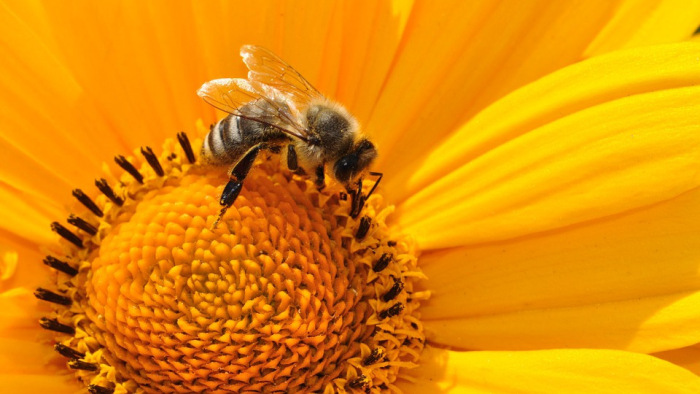 A gyógyulásukat szolgáló készítmény pusztítja a méheket