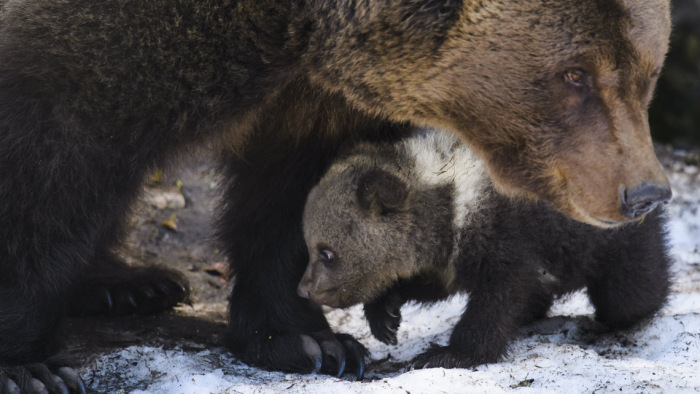 Nem a kukoricásban kell védeni a medvét - új világ jön Romániában