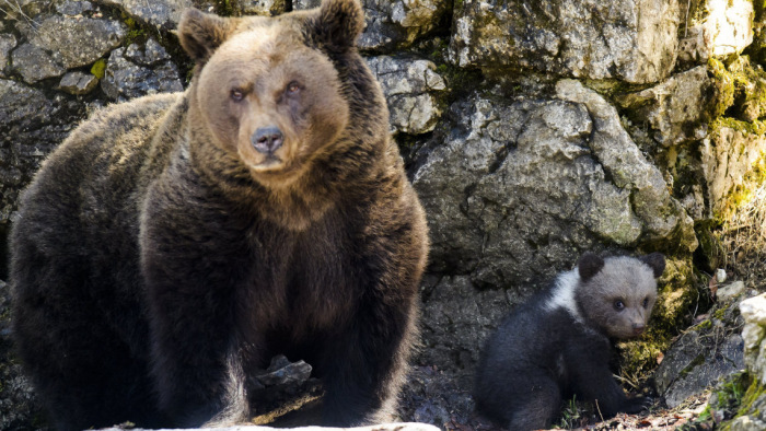 Két medvét gázoltak el két nap alatt az erdélyi utakon