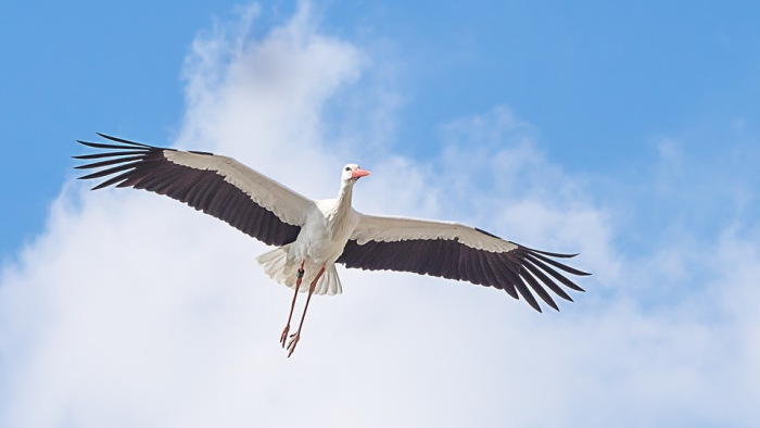 Járókelők között sétálgató gólya a debreceniek új kedvence - videó