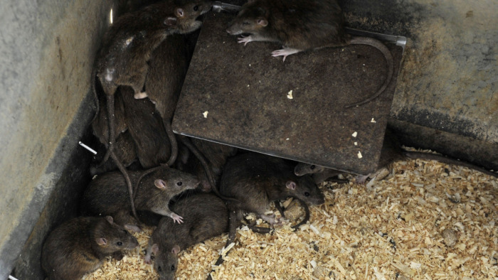 Az Országgyűlés elé vinné a patkány-ügyet az MSZP-Párbeszéd