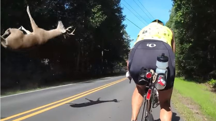 Brutális baleset: elgázolt szarvas zuhan a kerékpárosok felé - videó