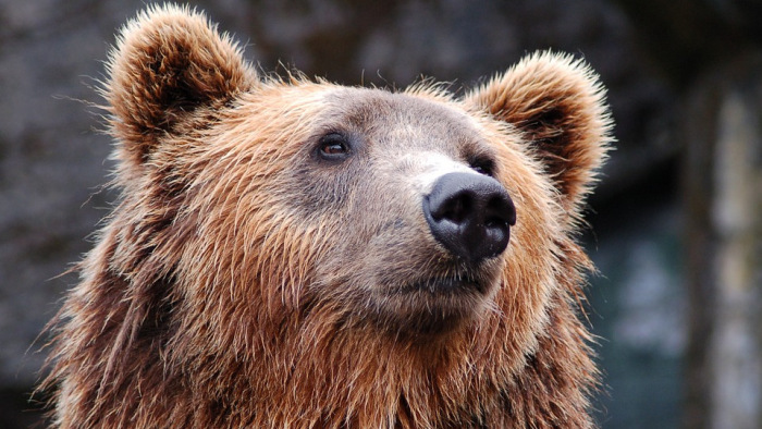 Riasztás Romániában: lakótelepi lépcsőházban portyáznak a medvék