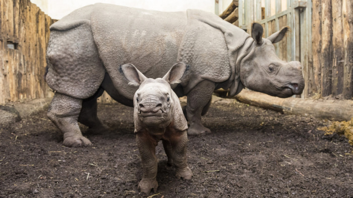 Döbbenetes felvétel: szülés élőben a nyíregyházi állatparkban