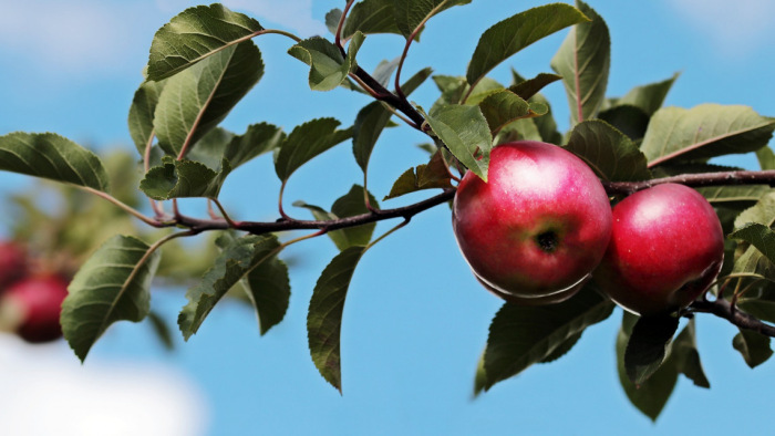 Jó hír az almakedvelőknek