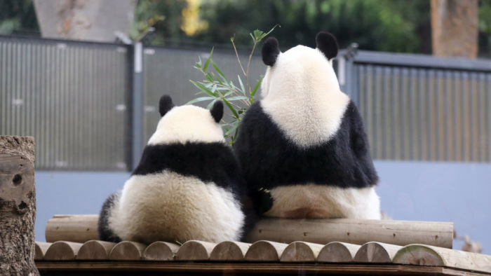 Boldogan majszolják a bambuszt a tokiói óriáspandák