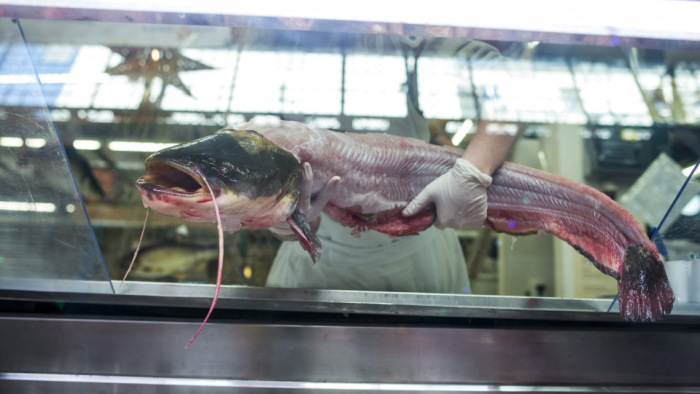 A kormány szerint akár kétszer ennyi halat is ehetne a magyar ember