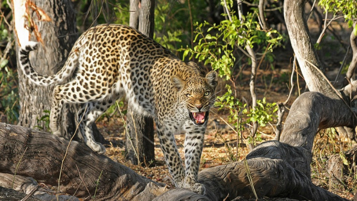 Élve akarják elkapni a gyermekgyilkos leopárdot