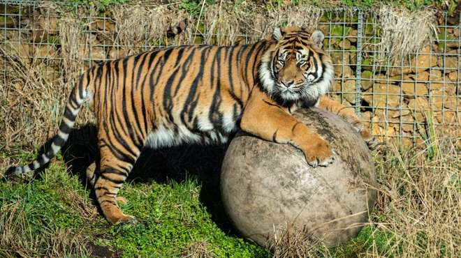 Párzás helyett megölte a londoni állatkert nőstény tigrisét a kiszemelt hím