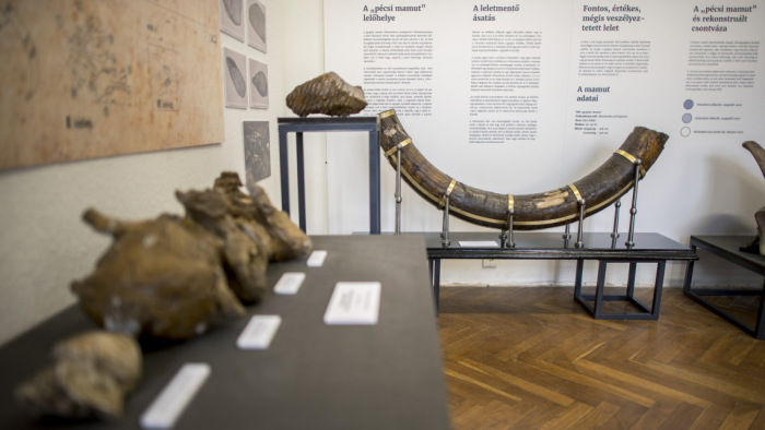 Kiállították a pécsi mamut maradványait