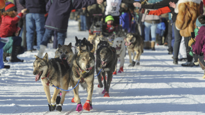 Kamionokkal szállították a havat a világ legkeményebb kutyaszánversenyéhez