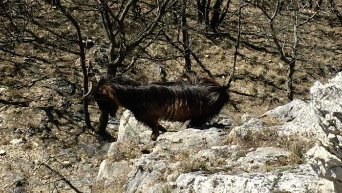 Egy kecske tartja rettegésben Budapest környékét