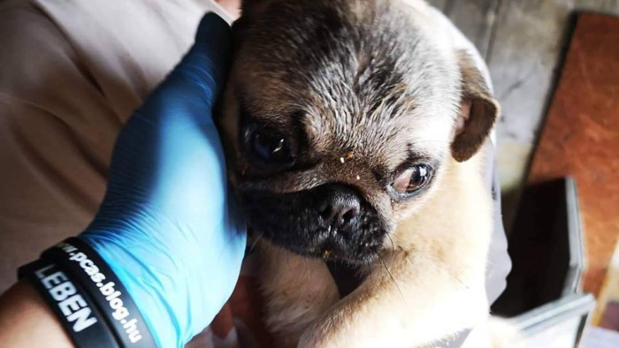 Horrorisztikus állapotok Nyírbogáton - 108 kutyát mentettek ki