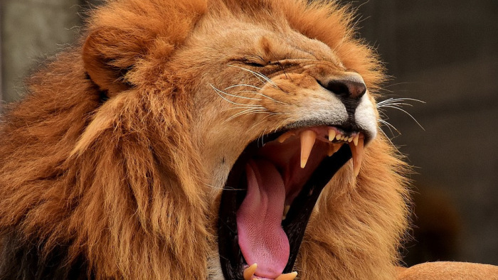 Gondozójára támadt két oroszlán egy németországi állatkertben