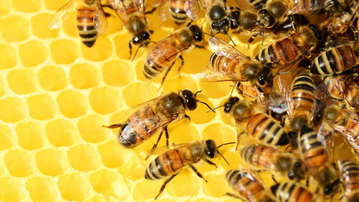 Méhzárlatot rendeltek el Pécsen
