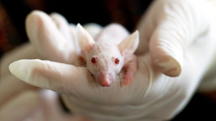 Világító egereket hoztak létre magyar tudósok
