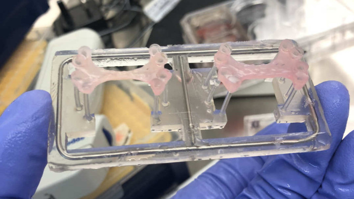 Embriószerű kísérleti modellt hoztak létre kutatók emberi őssejtekből