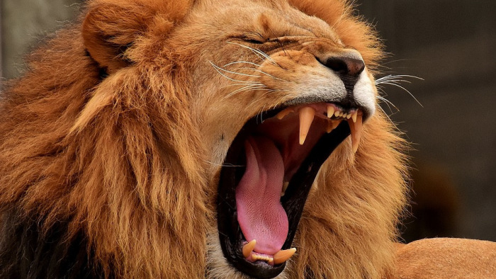 Elszabadult egy oroszlán a pakisztáni Karacsi belvárosában, csúcsra járt a csúcsforgalom