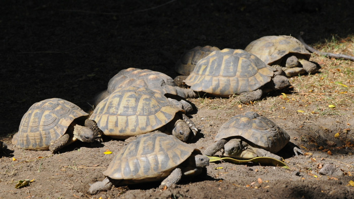 Fordulat az állatkerti teknős kivégzőjének ügyében