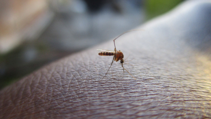 Reszkethetnek a szúnyogok Budapesten és 72 másik településen