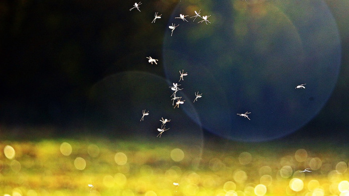 Újult erővel támadnak a szúnyogok