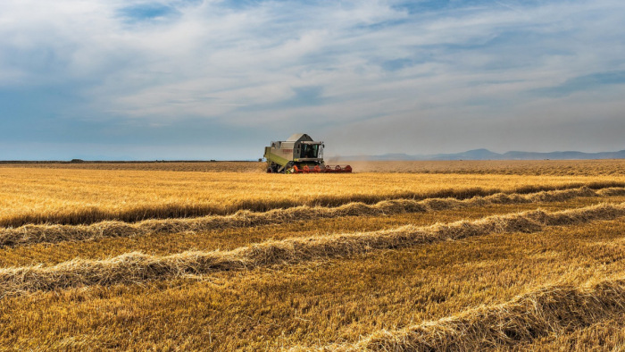 Aszály miatt elmaradhat az aratás az Alföldön és a Közép-Magyarországon