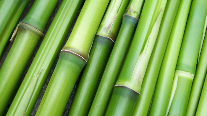 Megbuktak a környezetbarát bambuszpoharak a német termékteszten