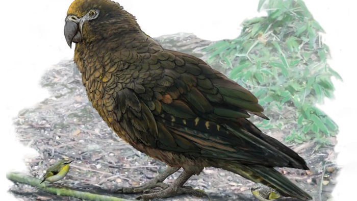 Váratlan felfedezés Új-Zélandon, ilyen állatot még nem láttak