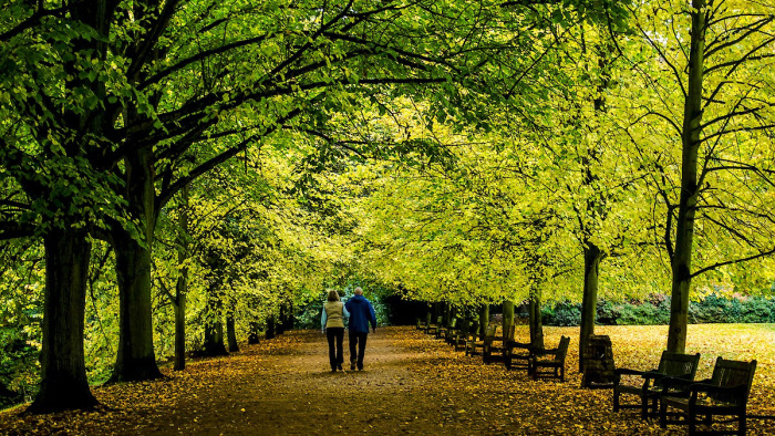 Ismét birkák legelnek London egyik legnagyobb parkjában