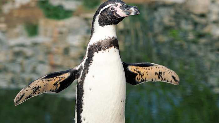 Antarktiszi pingvin evickélt partra Új-Zélandon